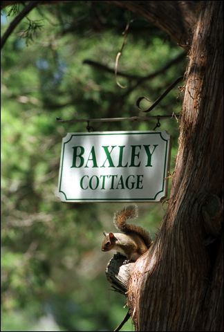 baxley_squirrel.jpg