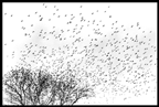 The Birds