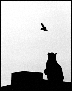 Catbird