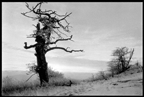 Old Trees