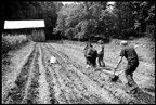 Plowing Mule