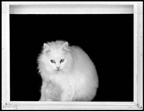 Cat in the Window