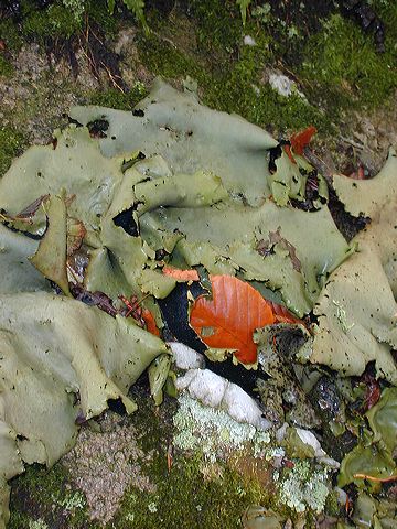 lichen.jpg