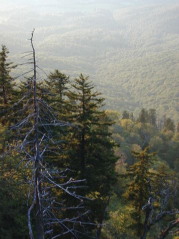 trees.jpg