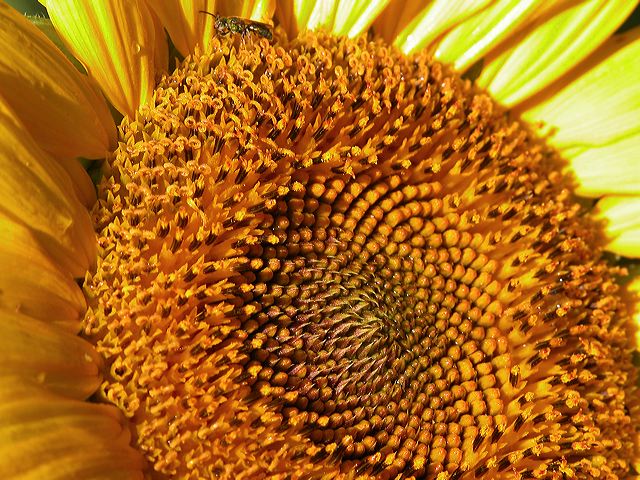 yellow.jpg