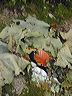 lichen