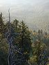trees